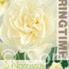 Narcissus Obdam - RB