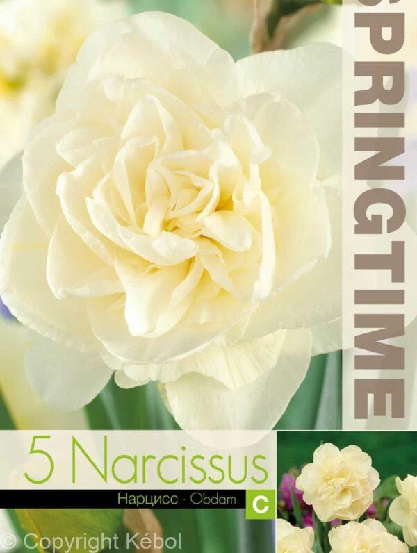 Narcissus Obdam - RB