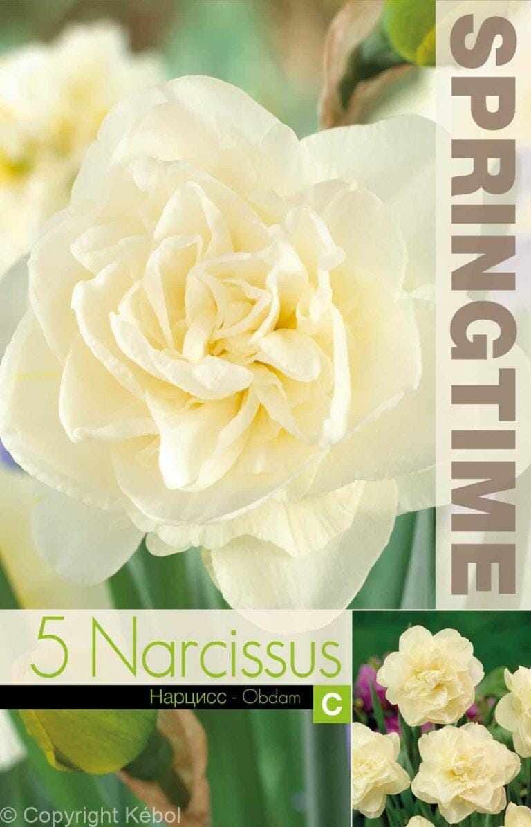 Narcissus Obdam - RB