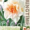 Narcissus Replete - RB