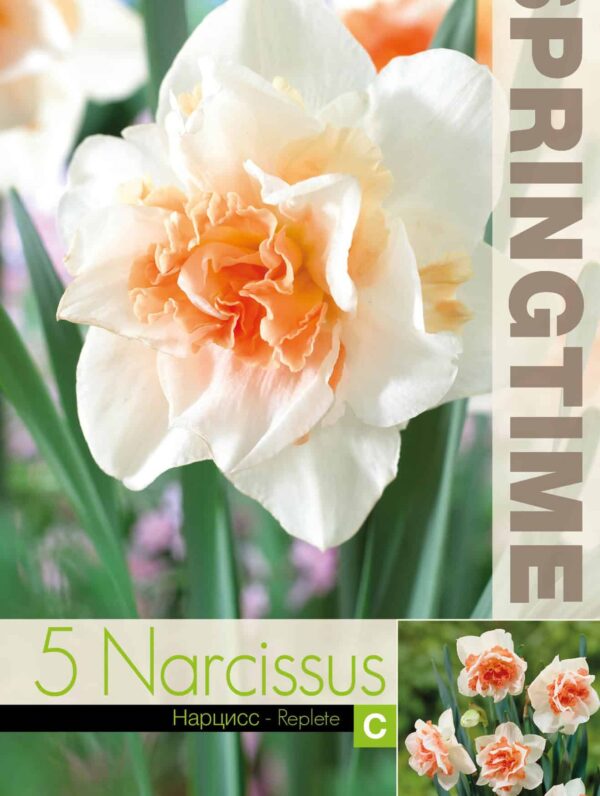 Narcissus Replete - RB