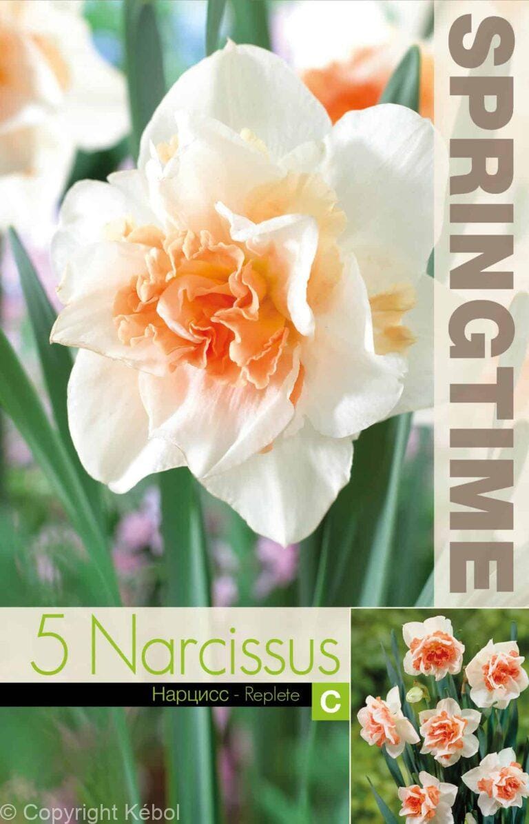 Narcissus Replete - RB