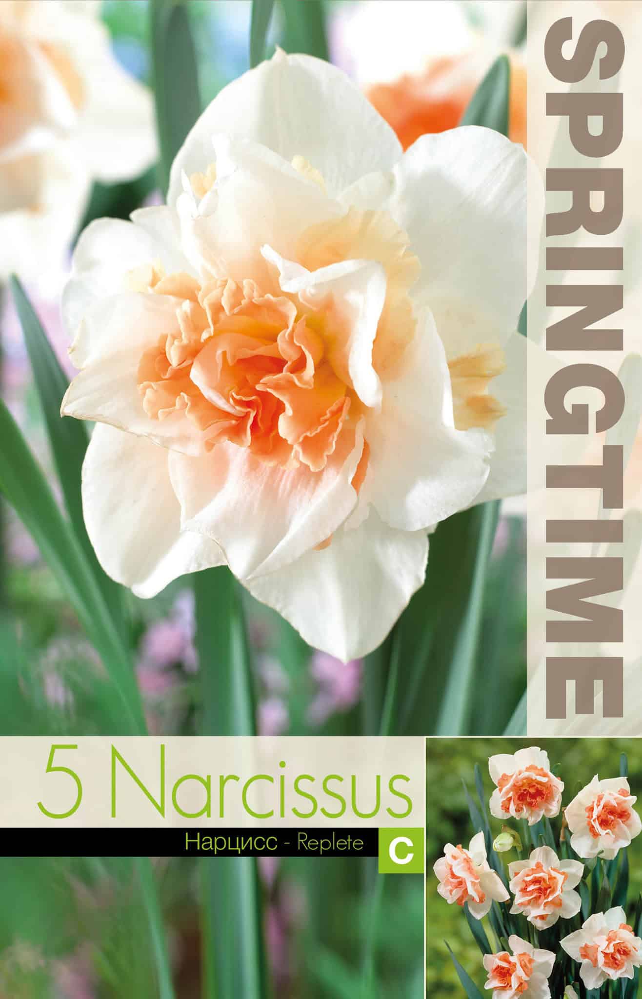 Narcissus Replete - RB