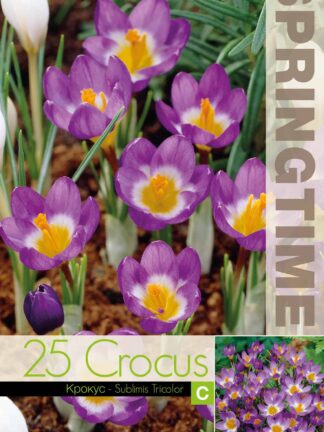 Crocus Sublimis Tricolor - RB