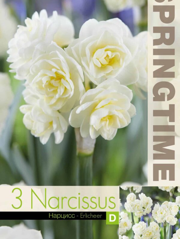 Narcissus Erlicheer - RB