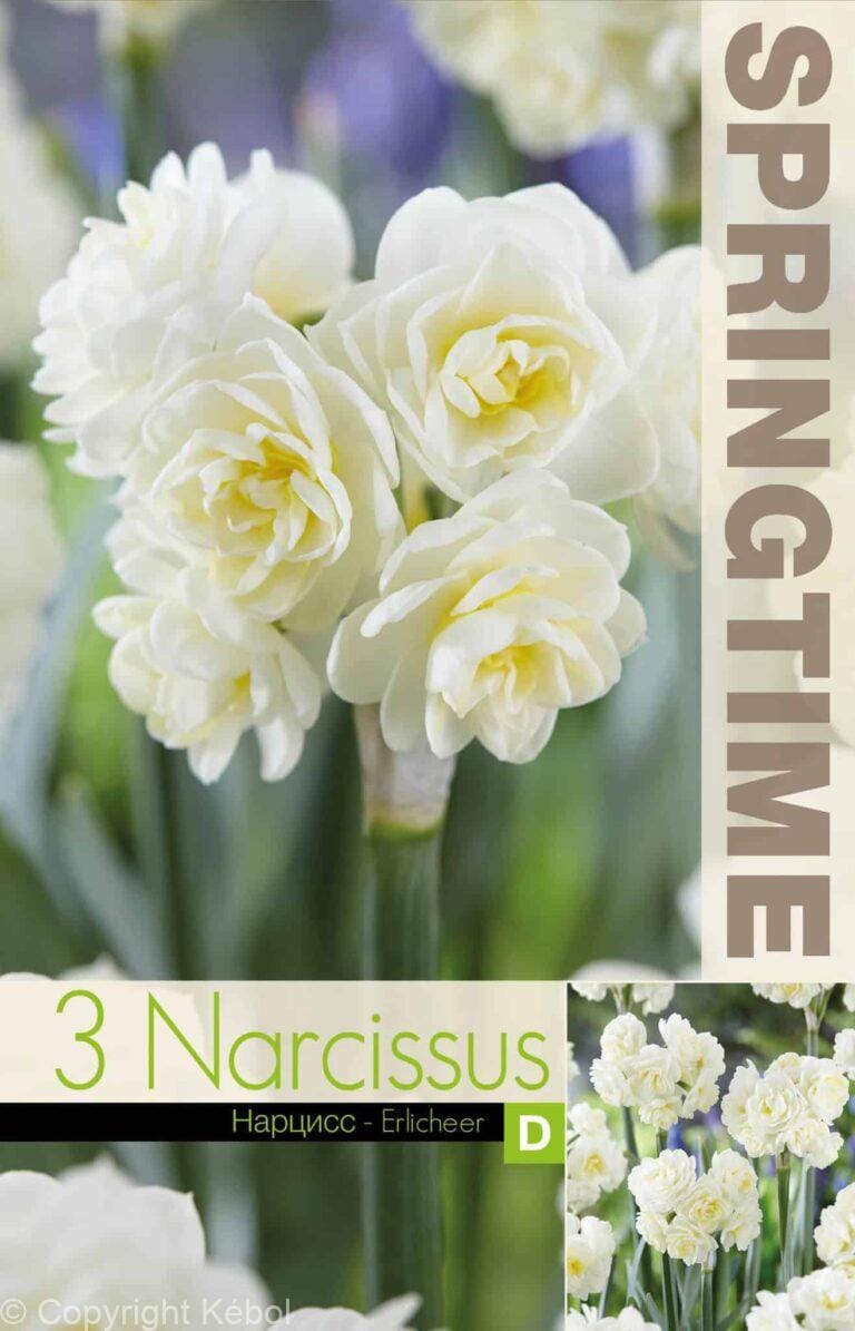 Narcissus Erlicheer - RB
