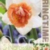 Narcissus Candy Princess - RB