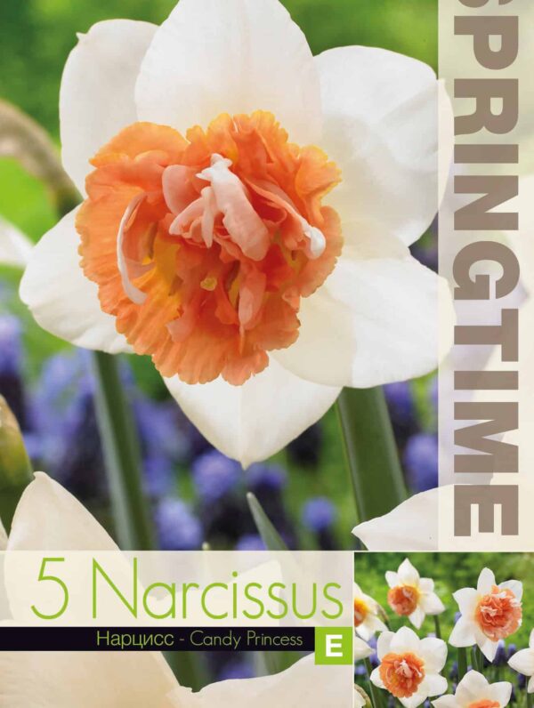 Narcissus Candy Princess - RB