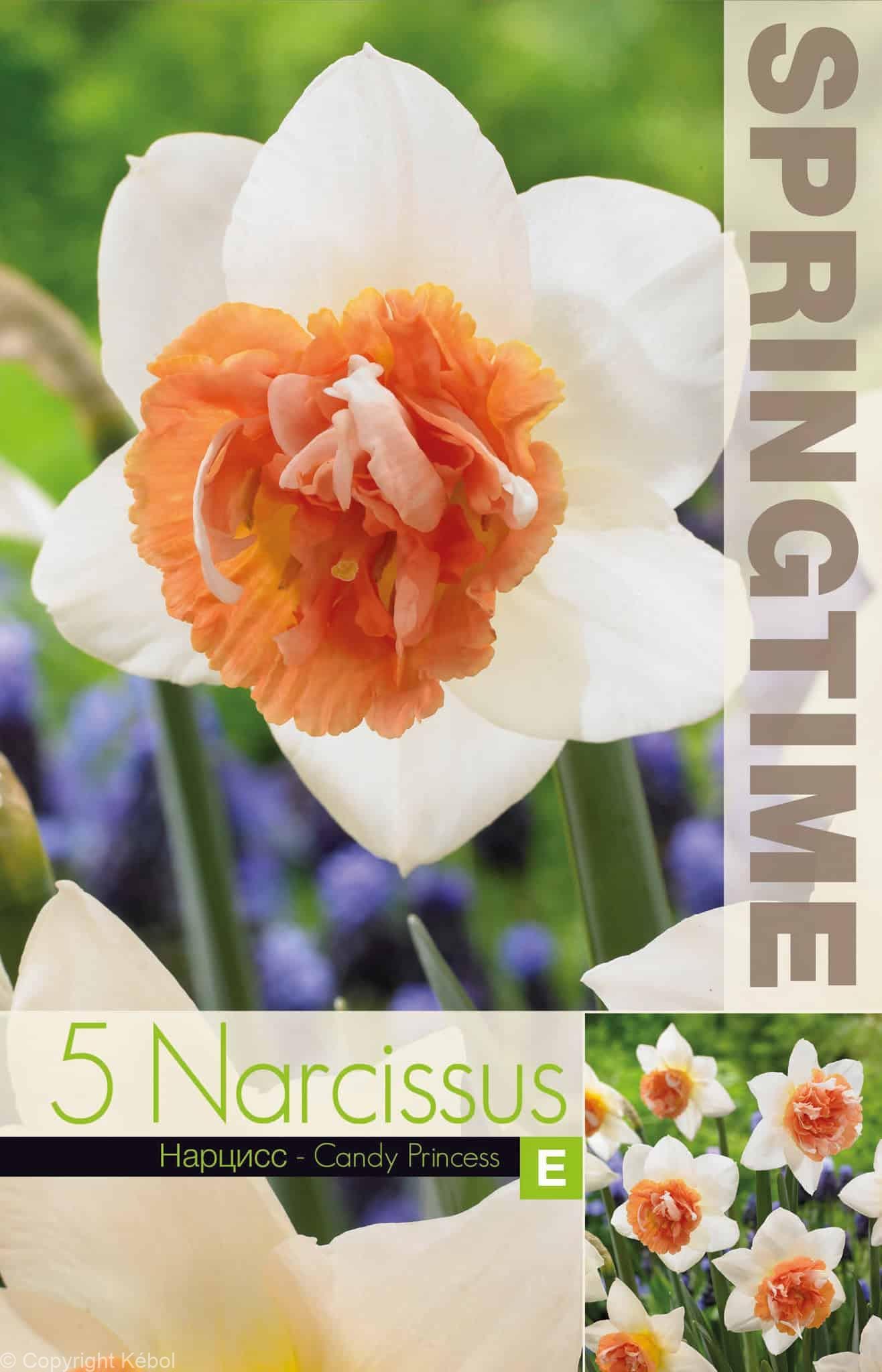 Narcissus Candy Princess - RB
