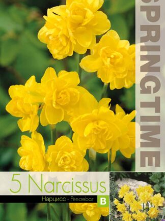 Narcissus Pencrebar - RB