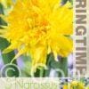Narcissus Rip van Winkle - RB