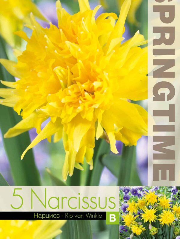 Narcissus Rip van Winkle - RB