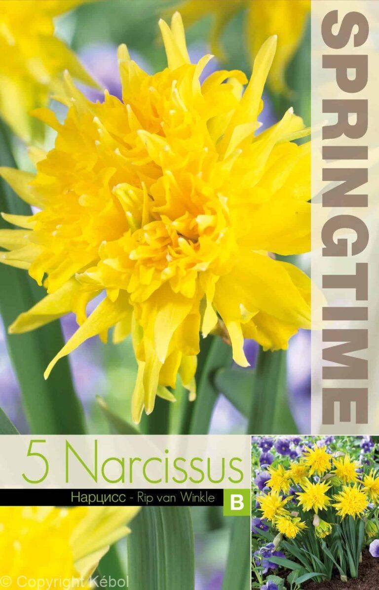 Narcissus Rip van Winkle - RB