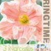 Narcissus Apricot Whirl - RB