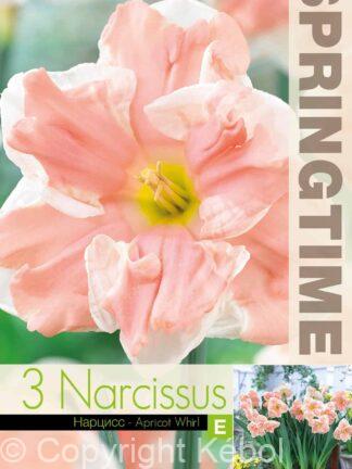 Narcissus Apricot Whirl - RB