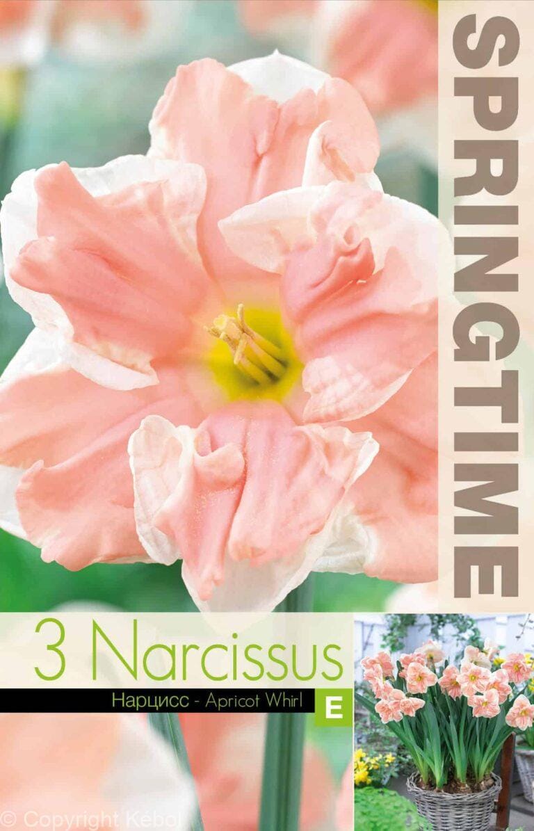 Narcissus Apricot Whirl - RB