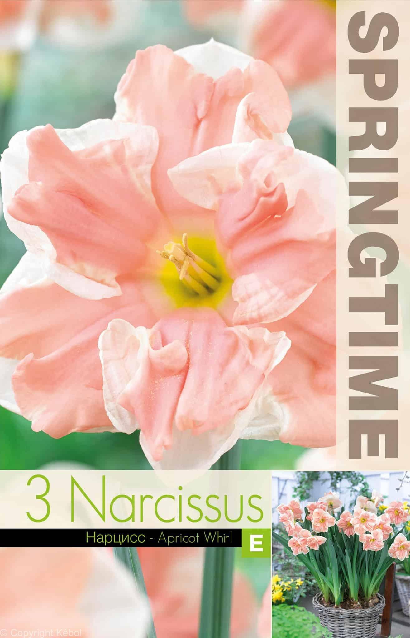 Narcissus Apricot Whirl - RB