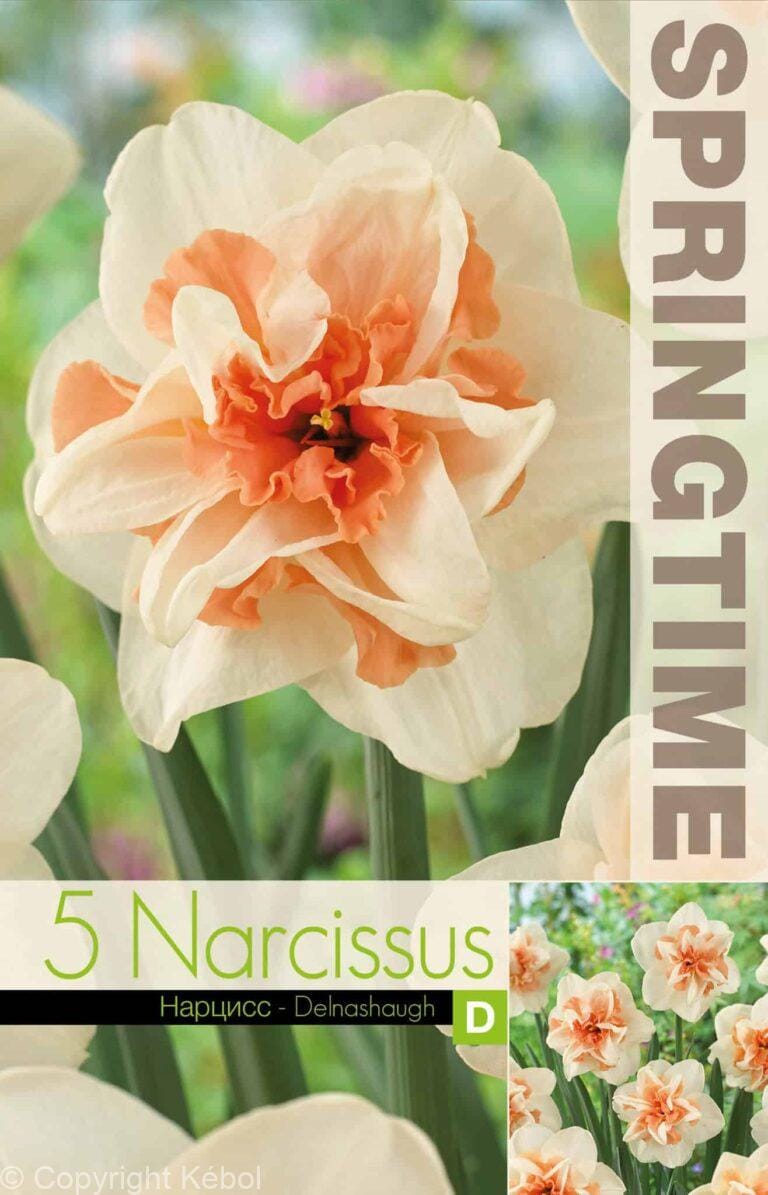Narcissus Delnashaugh - RB