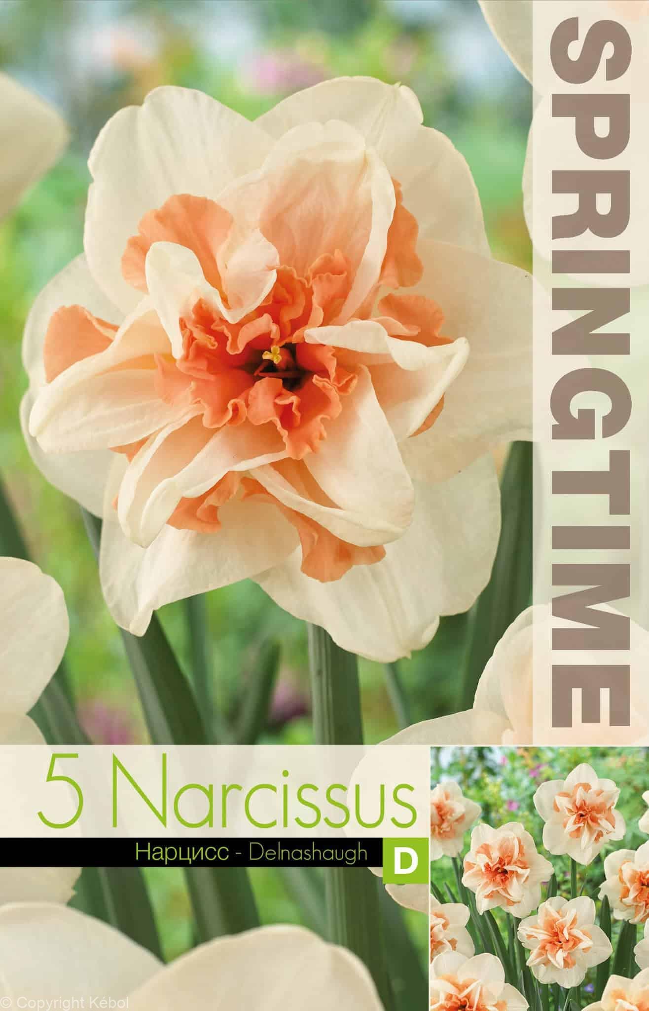 Narcissus Delnashaugh - RB