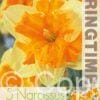 Narcissus Mondragon - RB