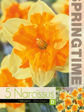 Narcissus Mondragon - RB