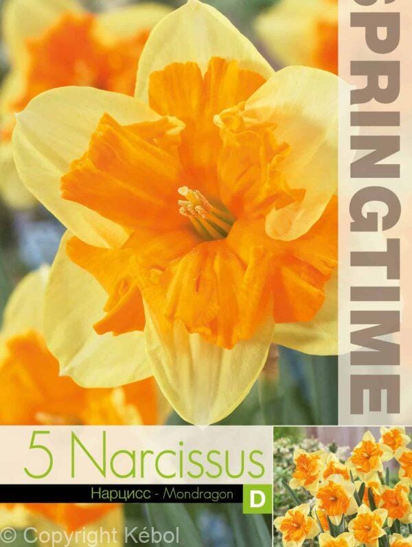 Narcissus Mondragon - RB