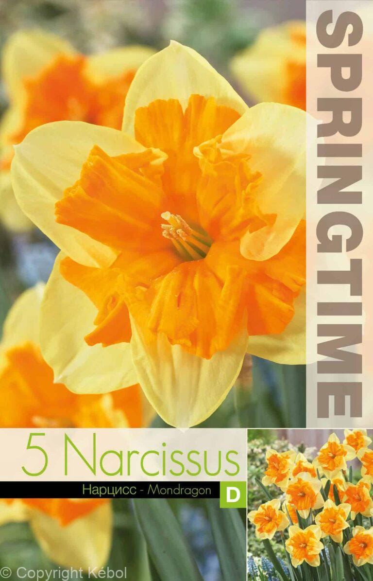 Narcissus Mondragon - RB