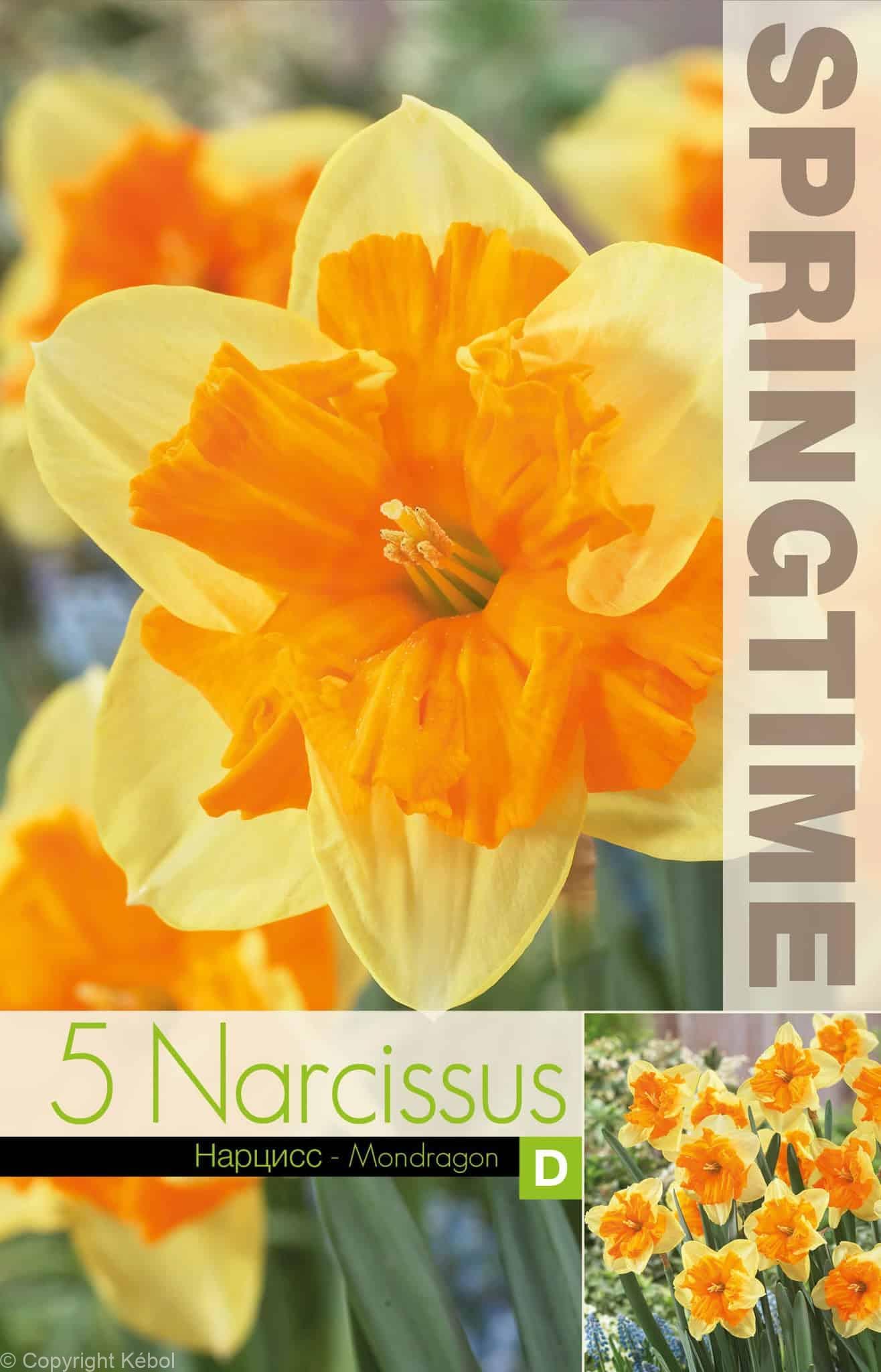 Narcissus Mondragon - RB