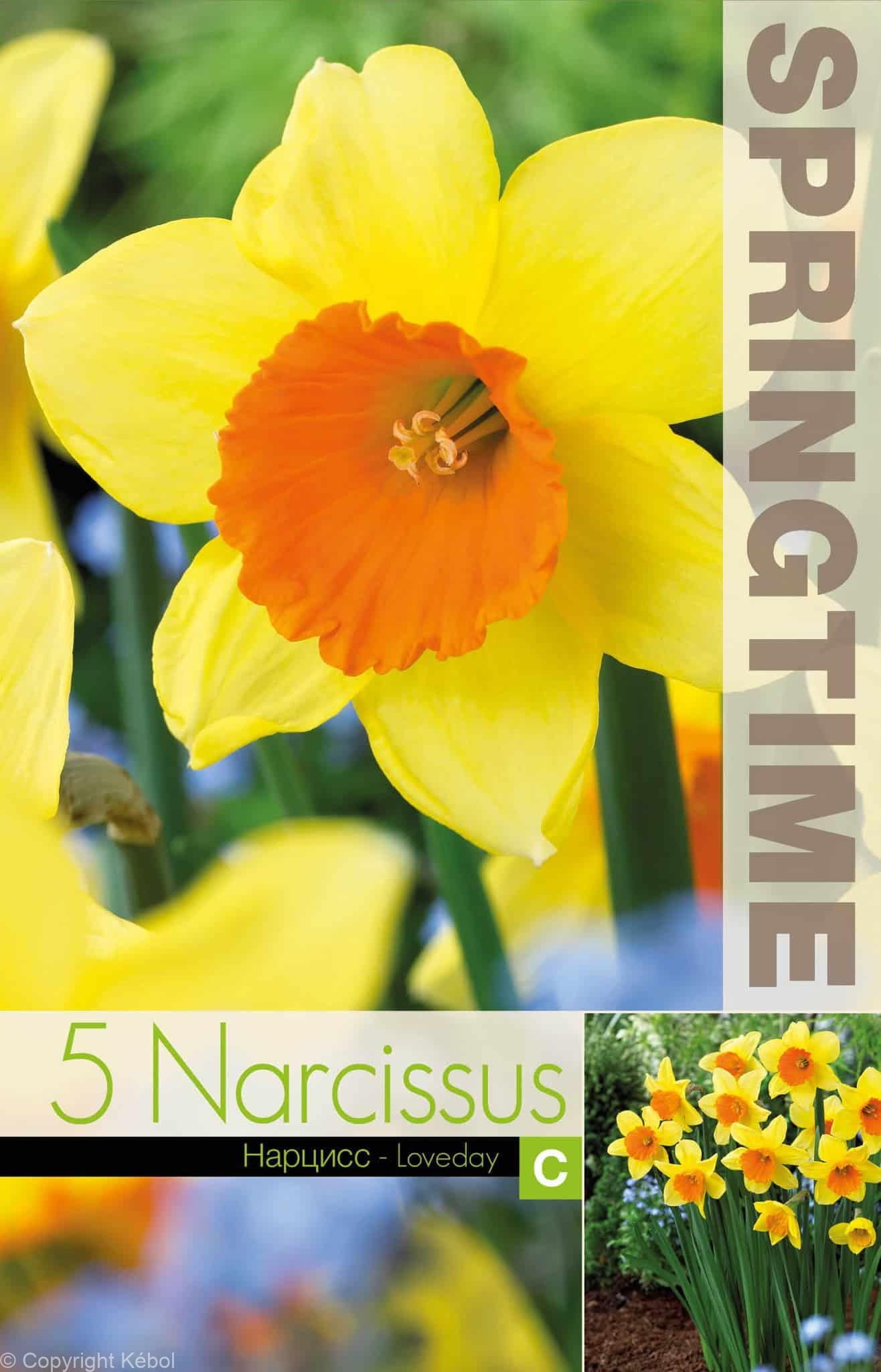 Narcissus Loveday - RB