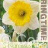 Narcissus Ice Follies - RB