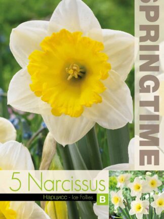 Narcissus Ice Follies - RB
