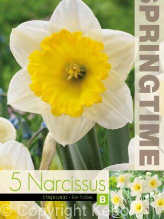 Narcissus Ice Follies