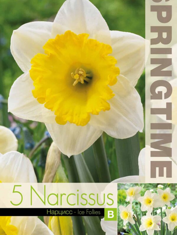 Narcissus Ice Follies - RB