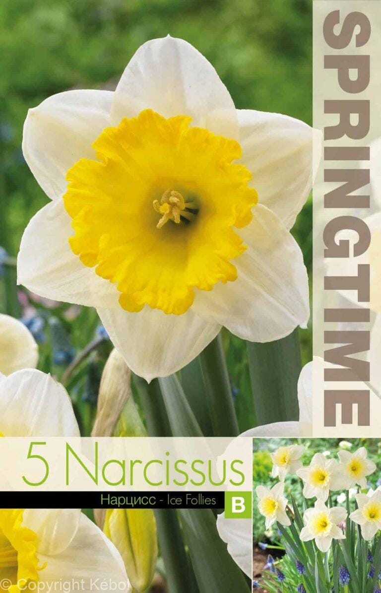 Narcissus Ice Follies - RB