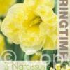 Narcissus Sunny Side Up - RB