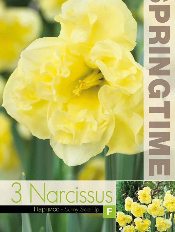 Narcissus Sunny Side Up - RB