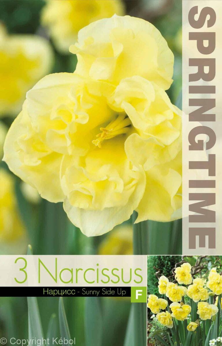 Narcissus Sunny Side Up - RB