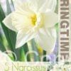 Narcissus Mount Hood - RB