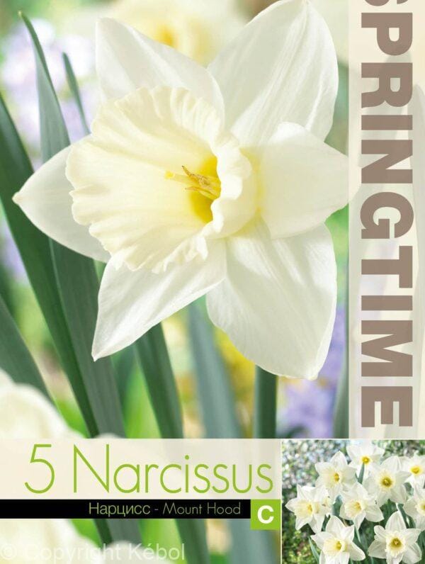 Narcissus Mount Hood - RB