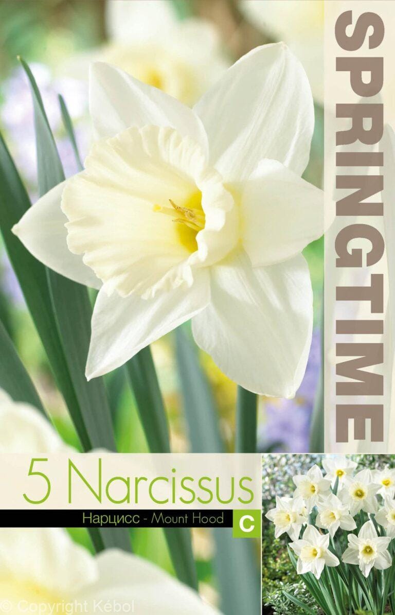 Narcissus Mount Hood - RB