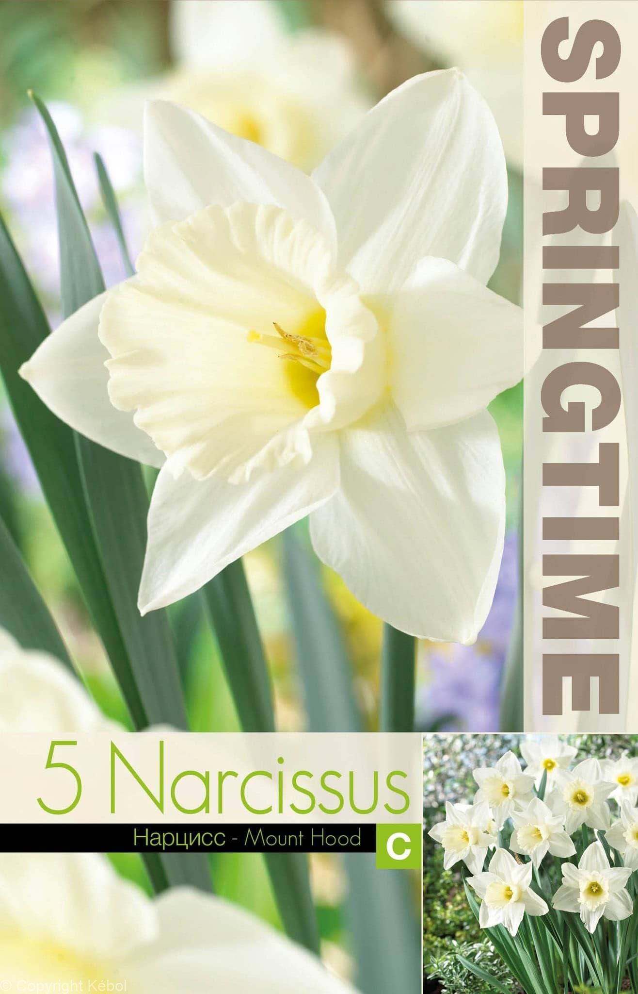 Narcissus Mount Hood - RB