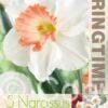 Narcissus Pink Charm - RB