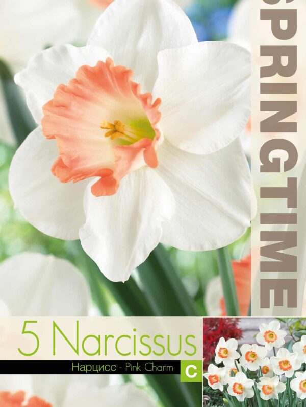 Narcissus Pink Charm - RB