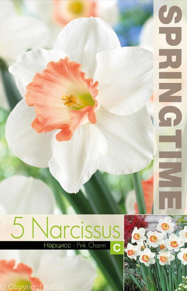 Narcissus Pink Charm - RB