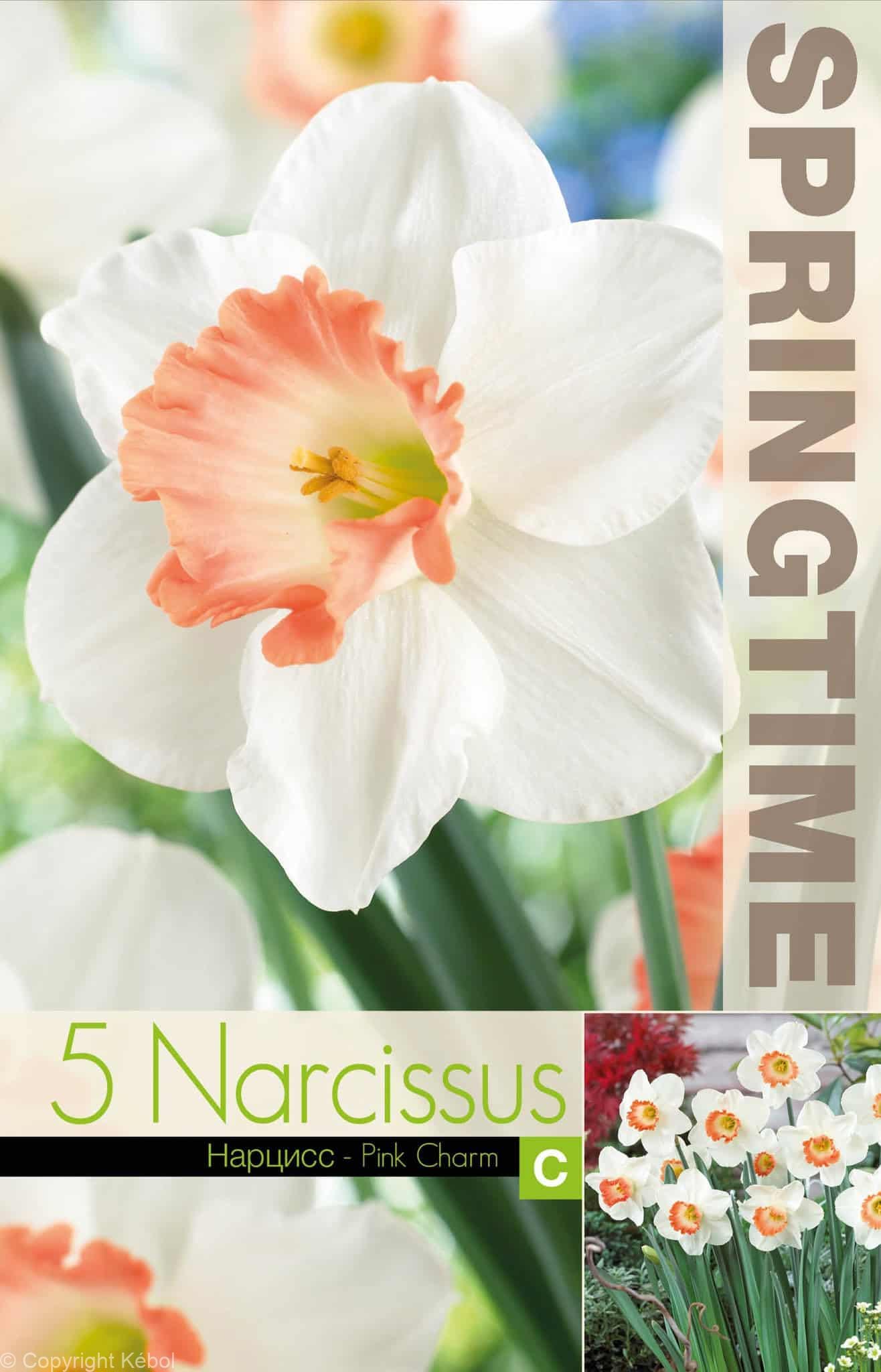 Narcissus Pink Charm - RB