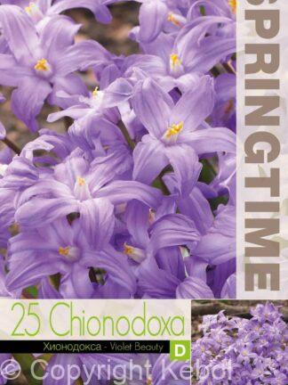 Chionodoxa Violet Beauty - RB
