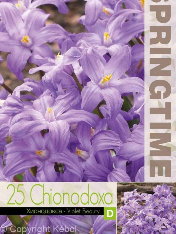 Chionodoxa Violet Beauty - RB