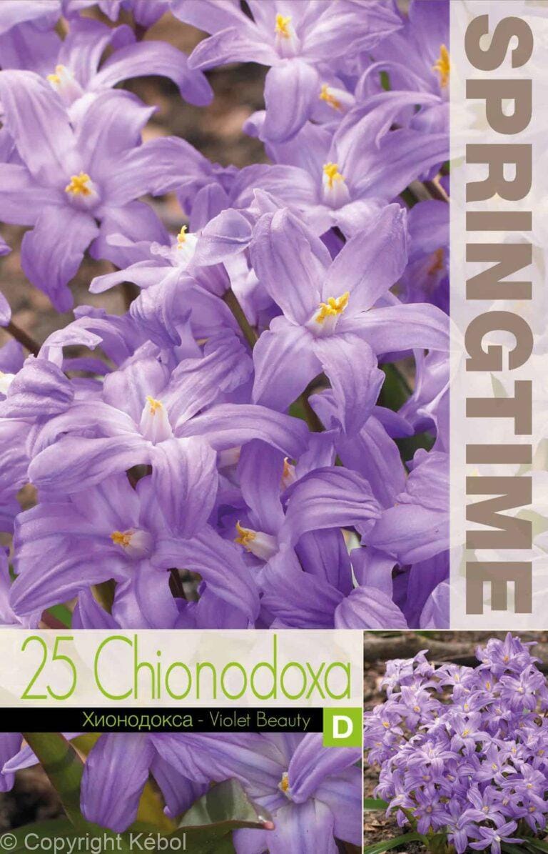 Chionodoxa Violet Beauty - RB