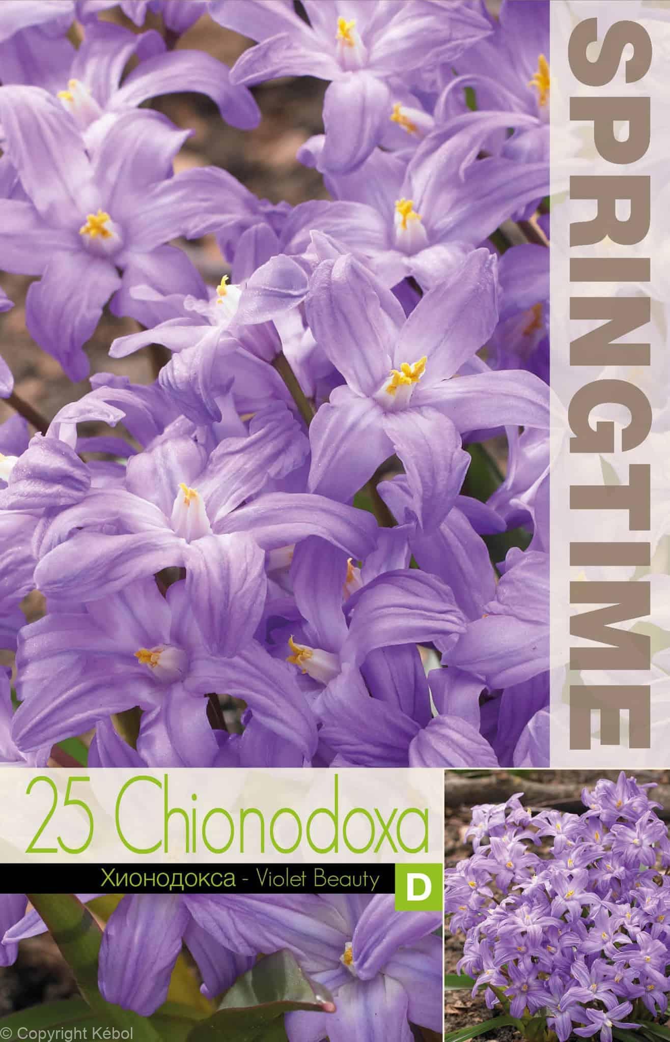 Chionodoxa Violet Beauty - RB