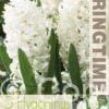 Hyacinthus Carnegie - RB